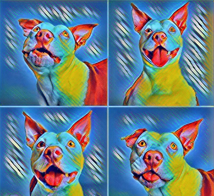 Отит у собак