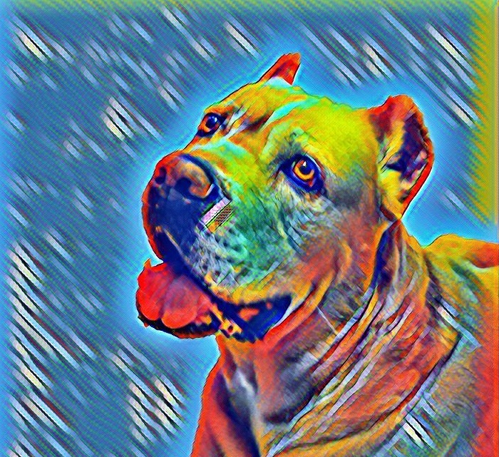 Печеночные шунты у собак