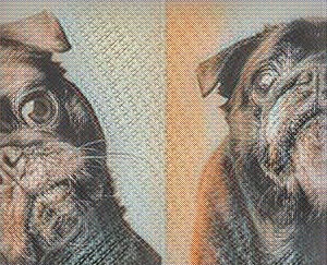 Простатит у собак