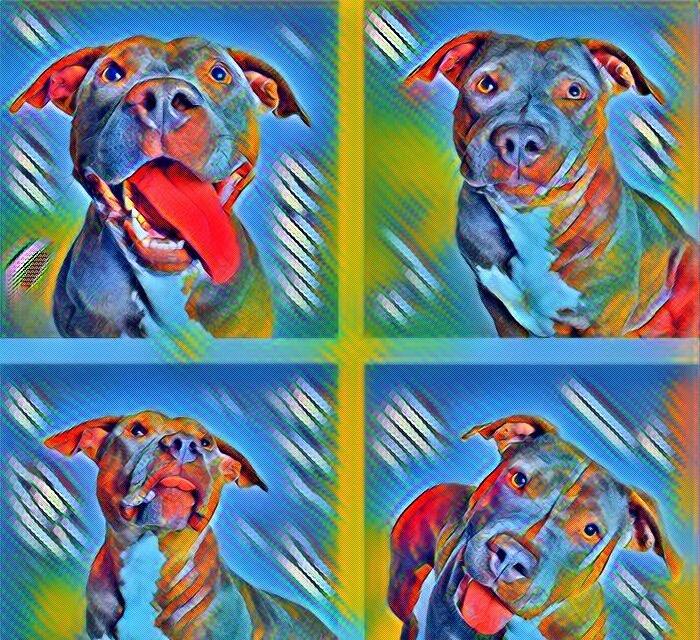 Синдром Кушинга у собак