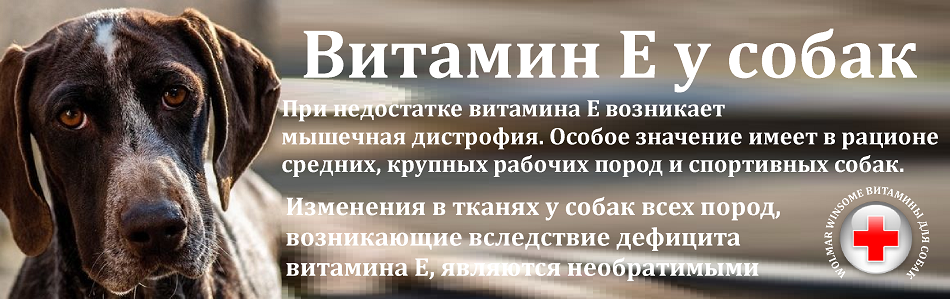 Витамин Е для собак