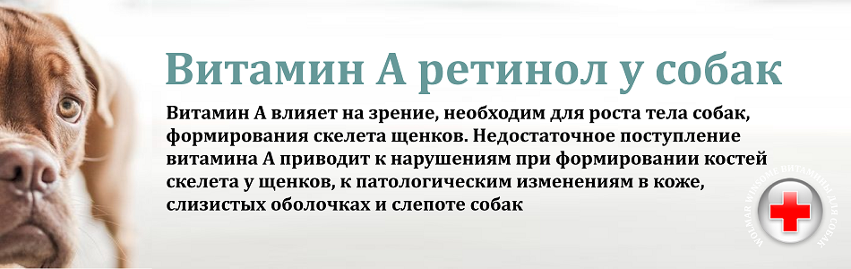 Витамины для собак А, В, С, Д, Е, Н значения, свойства и потребности у пород