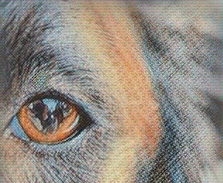 Энтропион заворот век