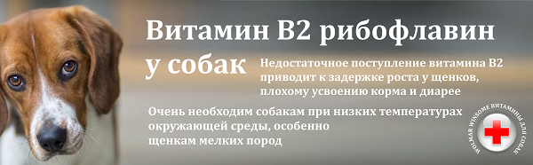 Витамины для собак А, В, С, Д, Е, Н - значения, свойства и потребности у пород
