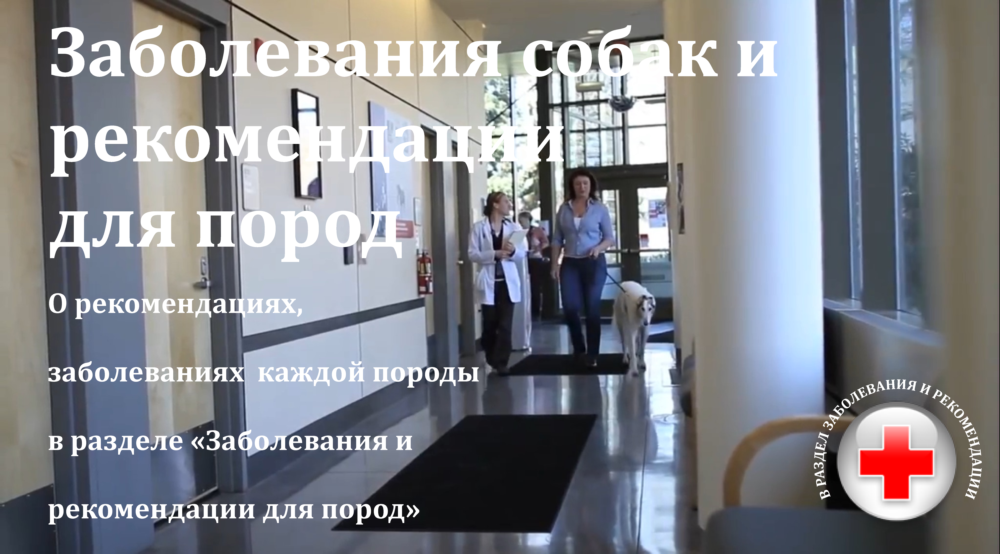 витамины хондропротекторы для собак