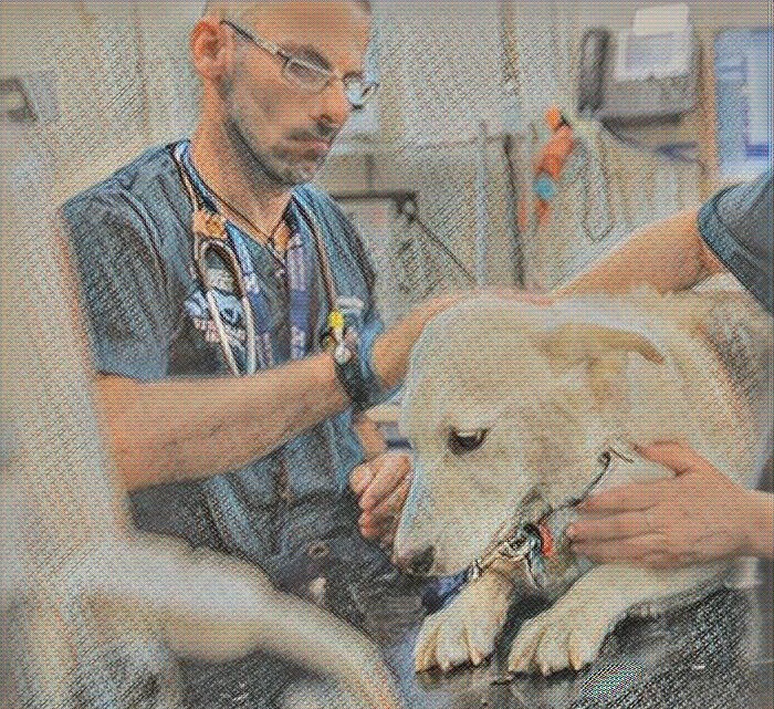 Дисплазия локтевого сустава