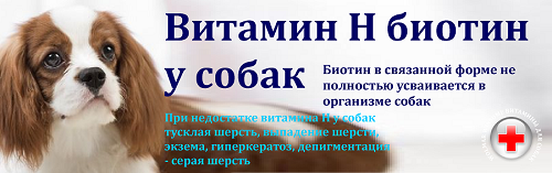 Витамины для порды той терьера и их щенков