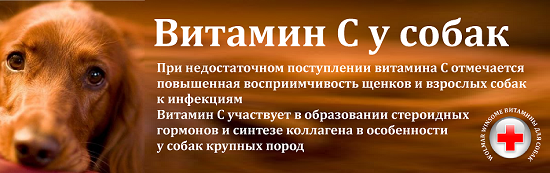 Витамин С для взрослых собак и щенков