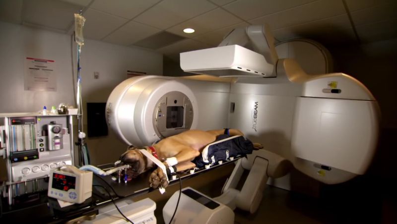 заболевания собак