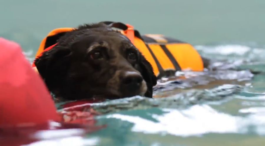 заболевания собак симптомы