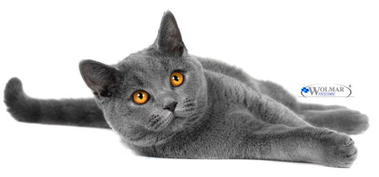 Лучшие витамины для британских кошек