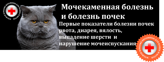 Урологический синдром котов и витамины