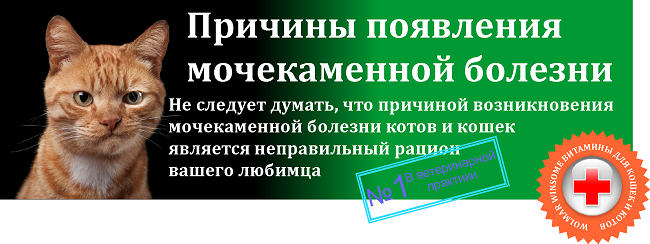 Питание кастрированного кота и витамины